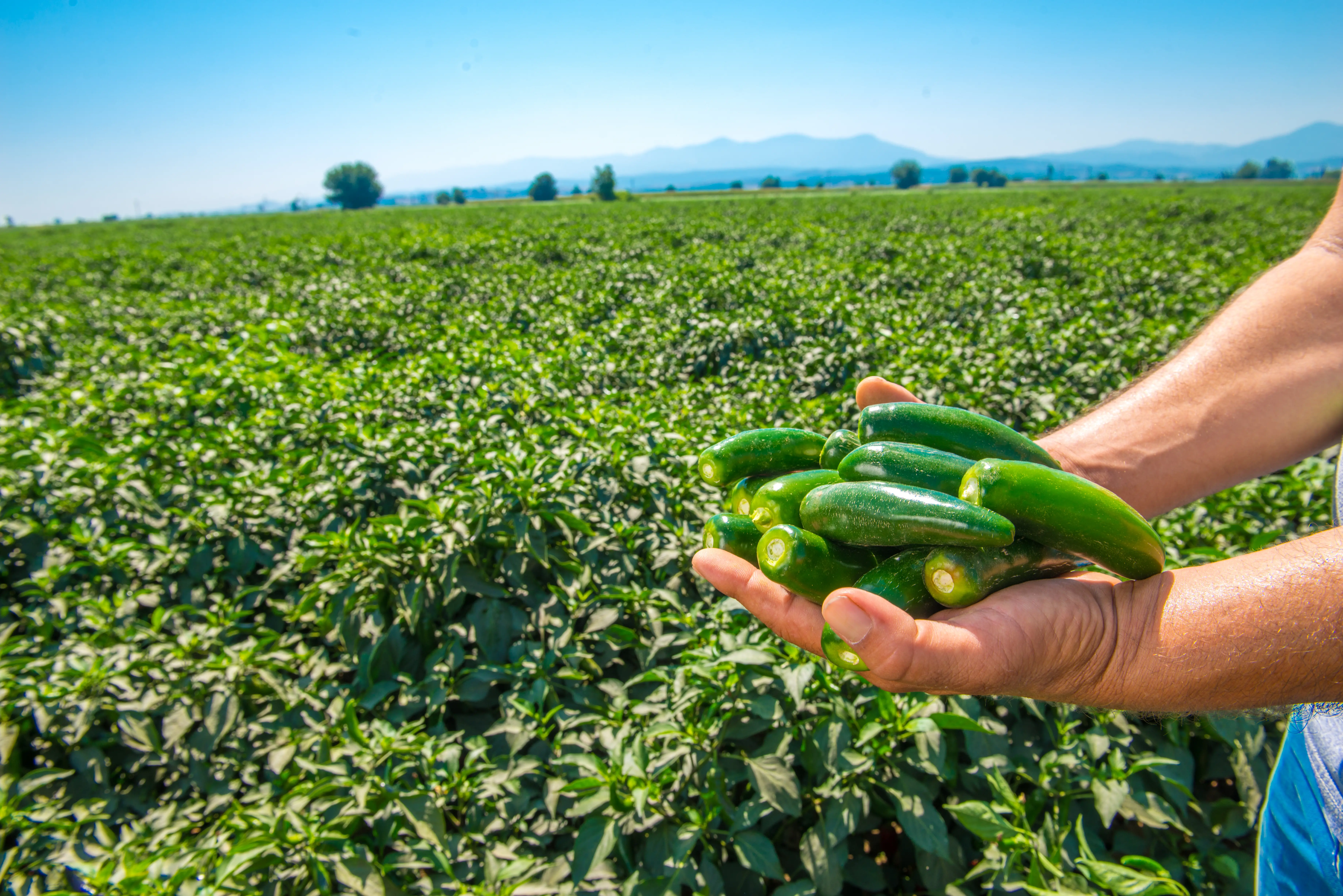 Pepper Pickles